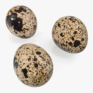 3D model quail eggs