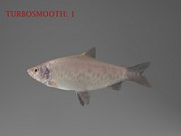 Whitefish Coregonus Peled