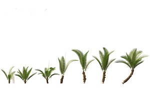 3D Cocos nucifera - Coconut tree model