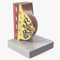Cross-Section Breast Model Lactating on Stand