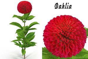 3d max dahlia flower