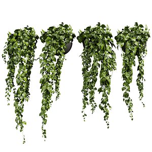 3D plant vol 870 - pothos - ampelous - hanging