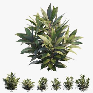 3D Cordyline Fruticosa plant set 08