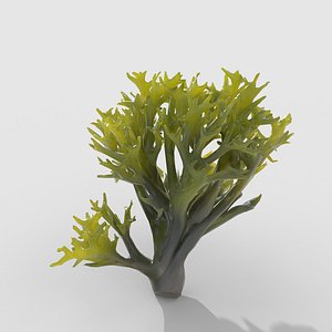 3D Seaweed V6 model