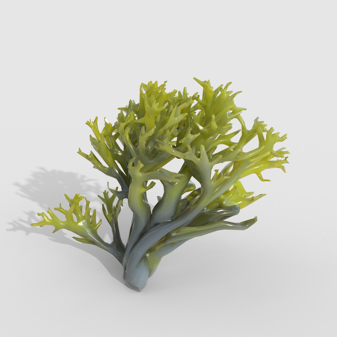 3D Photorealistic Seaweed Pack https://p.turbosquid.com/ts-thumb/bo/KsFIlk/Js/1/jpg/1776332116/1920x1080/fit_q87/f3d832ad1bb12c67093809ef47336019271972b4/1.jpg