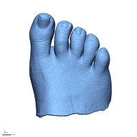 Foot