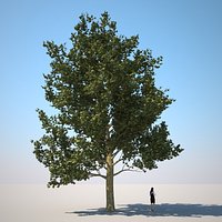 HQ-Vegetation - Plane Tree 2