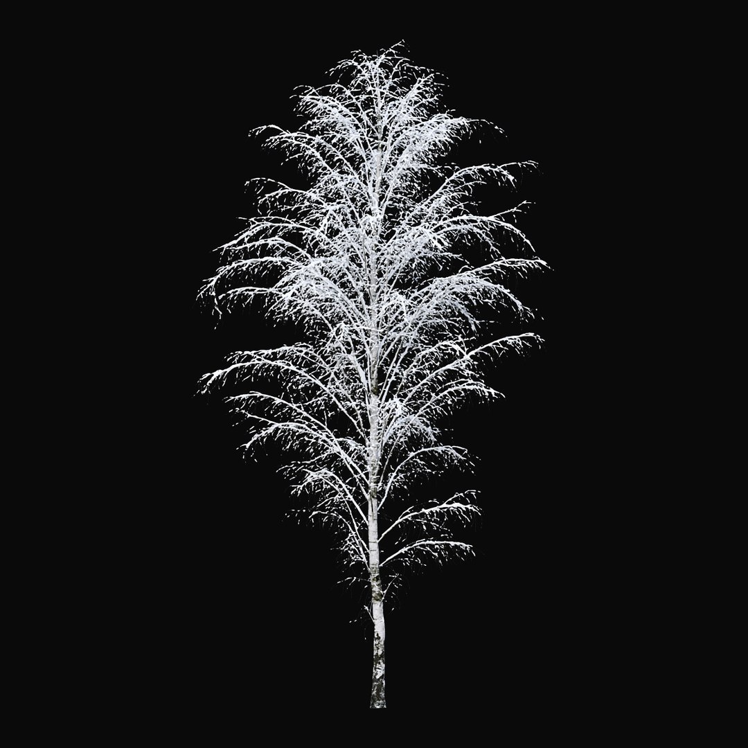 3D BIRCH Winter v01   11-12m model https://p.turbosquid.com/ts-thumb/bo/YPtq0X/58/birchwinter_06/jpg/1633447733/1920x1080/fit_q87/cdbaa69598a04224c6befdbf47690441c26357ee/birchwinter_06.jpg