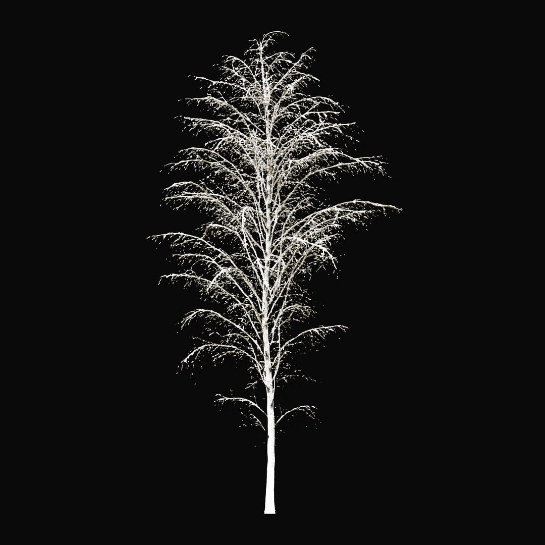 3D BIRCH Winter v01   11-12m model https://p.turbosquid.com/ts-thumb/bo/YPtq0X/Ka/birchwinter_09/jpg/1634809573/1920x1080/fit_q87/591a99fffa525ca95b0f82e2126767f2139b444c/birchwinter_09.jpg