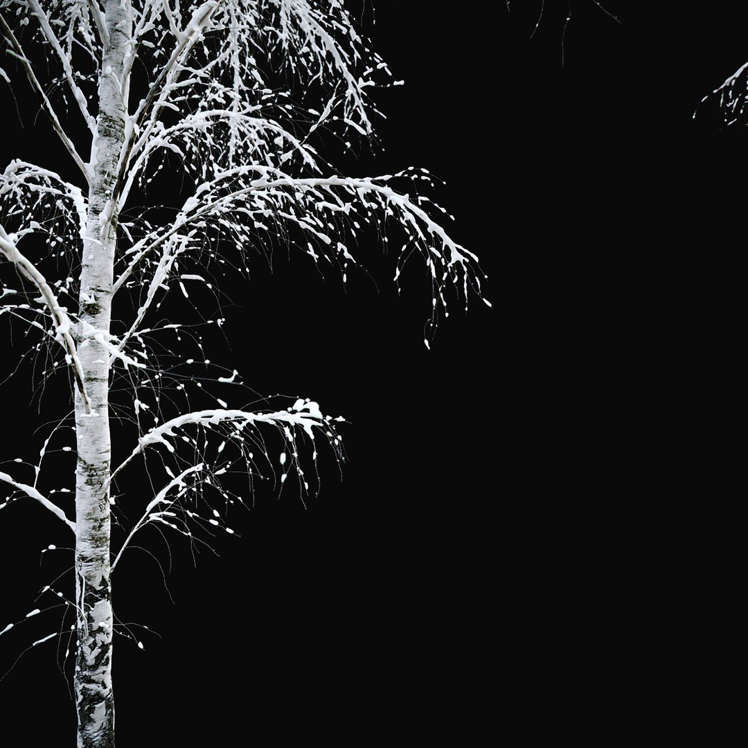 3D BIRCH Winter v01   11-12m model https://p.turbosquid.com/ts-thumb/bo/YPtq0X/MJ/birchwinter_02a/jpg/1633447623/1920x1080/fit_q87/519e818bb5efe7d24d96aa4ba6f8d0262b3817be/birchwinter_02a.jpg