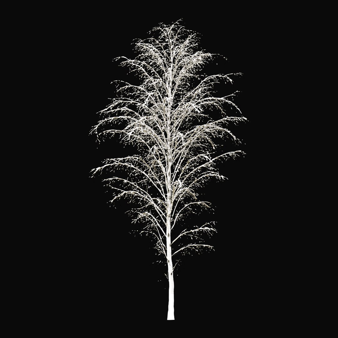 3D BIRCH Winter v01   11-12m model https://p.turbosquid.com/ts-thumb/bo/YPtq0X/d9/birchwinter_07/jpg/1634809527/1920x1080/fit_q87/e98aac0911ee5d07369cc68311154a72f39508da/birchwinter_07.jpg