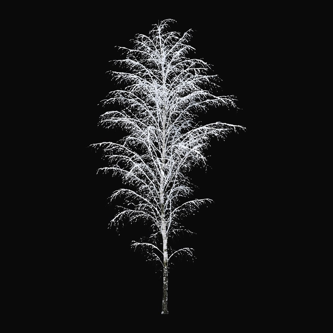 3D BIRCH Winter v01   11-12m model https://p.turbosquid.com/ts-thumb/bo/YPtq0X/iM/birchwinter_08/jpg/1633447733/1920x1080/fit_q87/338dccb918d70859f38916480b34243bea953331/birchwinter_08.jpg