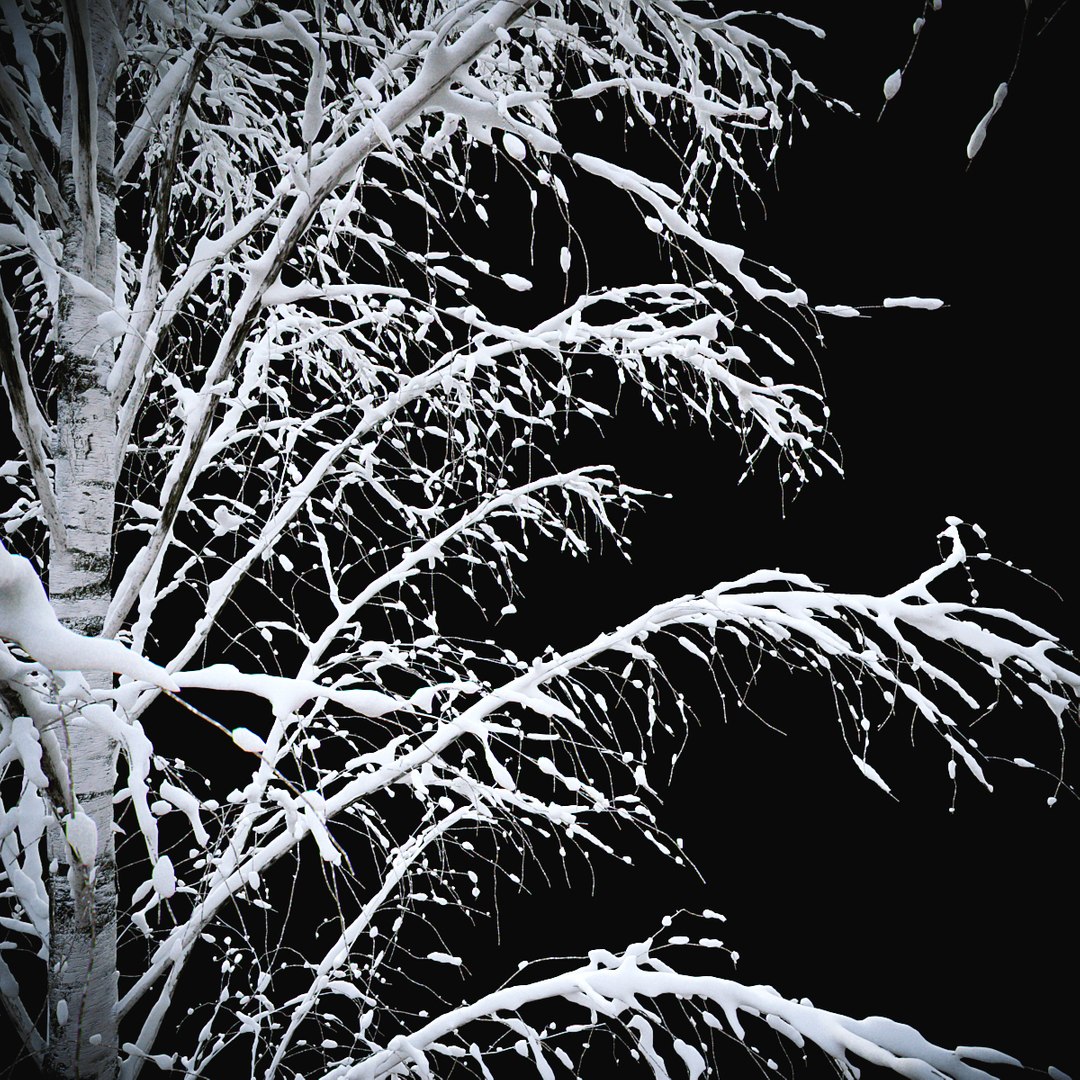 3D BIRCH Winter v01   11-12m model https://p.turbosquid.com/ts-thumb/bo/YPtq0X/ij/birchwinter_04/jpg/1633447527/1920x1080/fit_q87/141eca2f0afcb02aa17aa6f78e799e569adc63f1/birchwinter_04.jpg