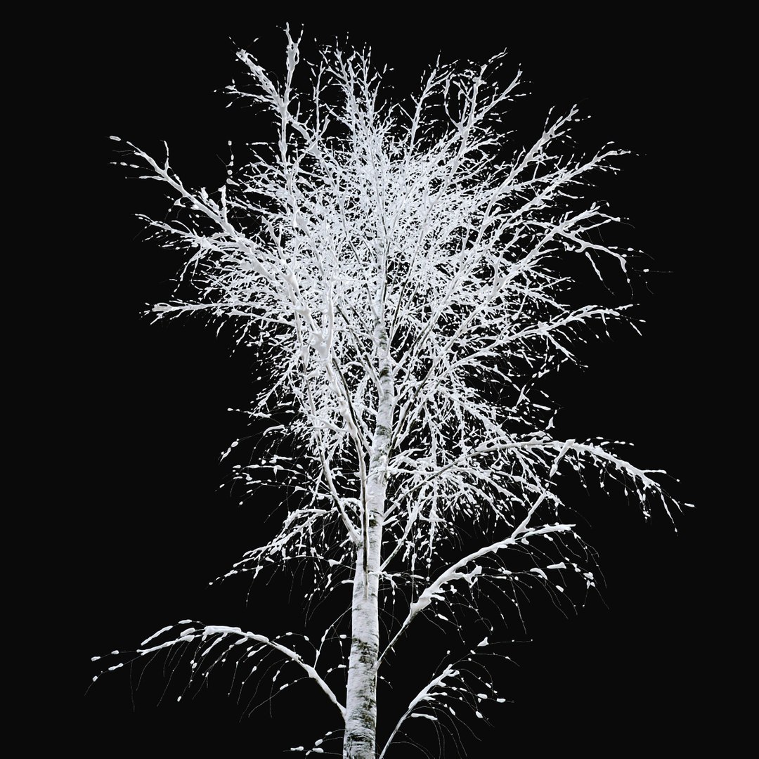 3D BIRCH Winter v01   11-12m model https://p.turbosquid.com/ts-thumb/bo/YPtq0X/ur/birchwinter_05/jpg/1633447752/1920x1080/fit_q87/0a1dcf50e217b0a4214fb09fe3e24dd4cb7ae5db/birchwinter_05.jpg