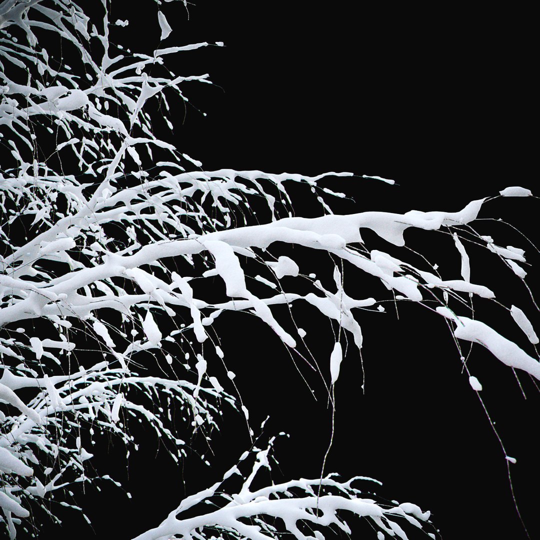 3D BIRCH Winter v01   11-12m model https://p.turbosquid.com/ts-thumb/bo/YPtq0X/yz/birchwinter_03a/jpg/1633447624/1920x1080/fit_q87/38a4899f434ddbdf91f28f71d8b2b5acddda2b1e/birchwinter_03a.jpg
