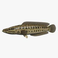 Blotched snakehead