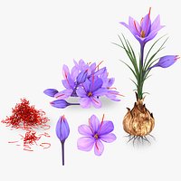 Plant Parts of Crocus with Saffron