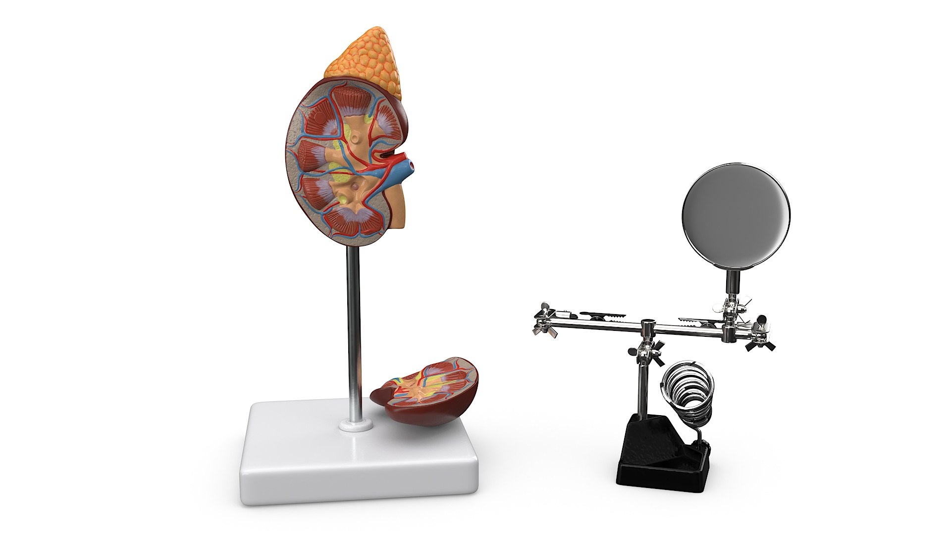 Anatomical Model Study With Measurement Instruments 3D - TurboSquid 2385130