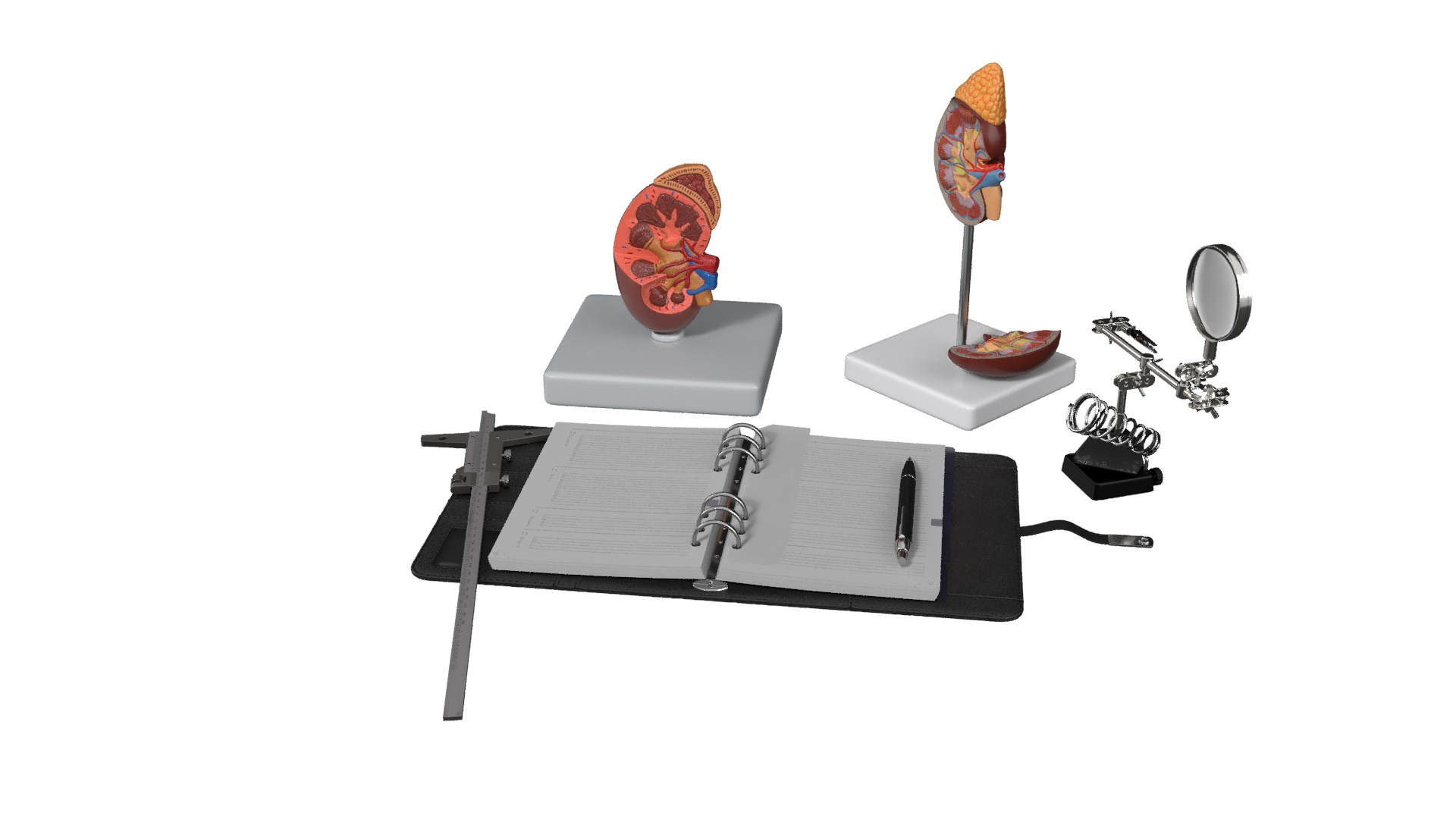 Anatomical Model Study With Measurement Instruments 3D - TurboSquid 2385130