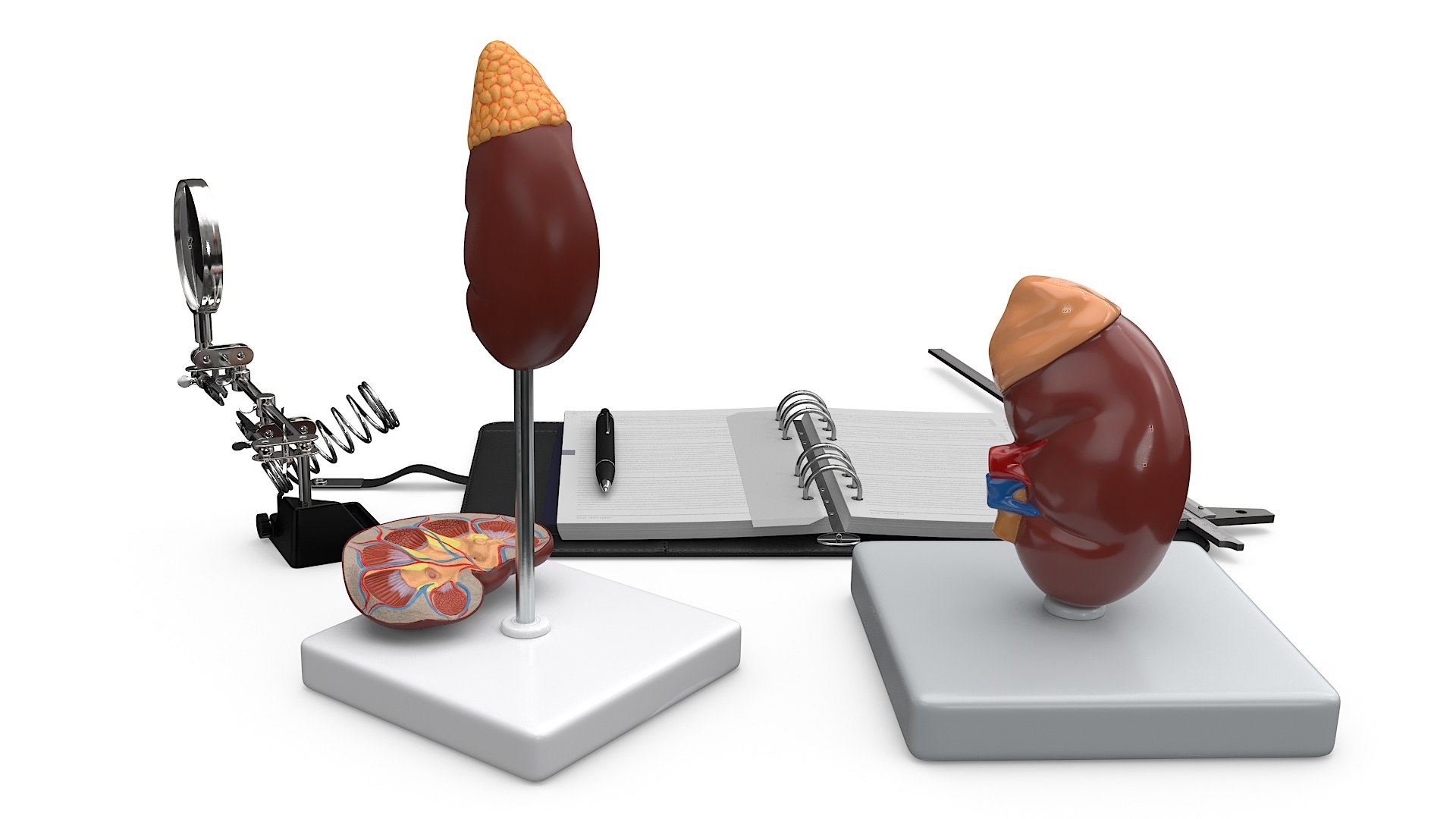 Anatomical Model Study With Measurement Instruments 3D - TurboSquid 2385130