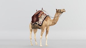 3D camel