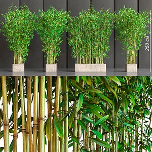 potted decor bamboo 3D model