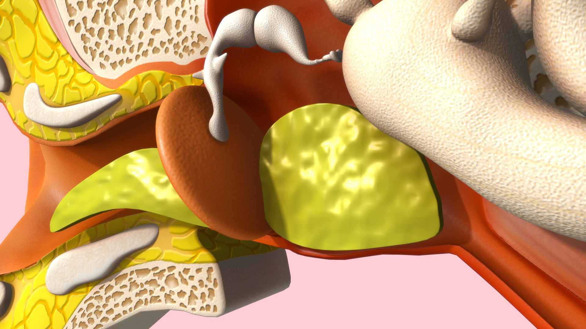 Human Ear 3D model https://p.turbosquid.com/ts-thumb/bo/q5sN8U/bn/z0018_ear_0002/jpg/1707225174/1920x1080/fit_q87/708c41e9b2c356fbb17c3860ddac013f6487a02a/z0018_ear_0002.jpg