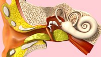 Human Ear