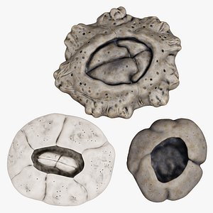Barnacles