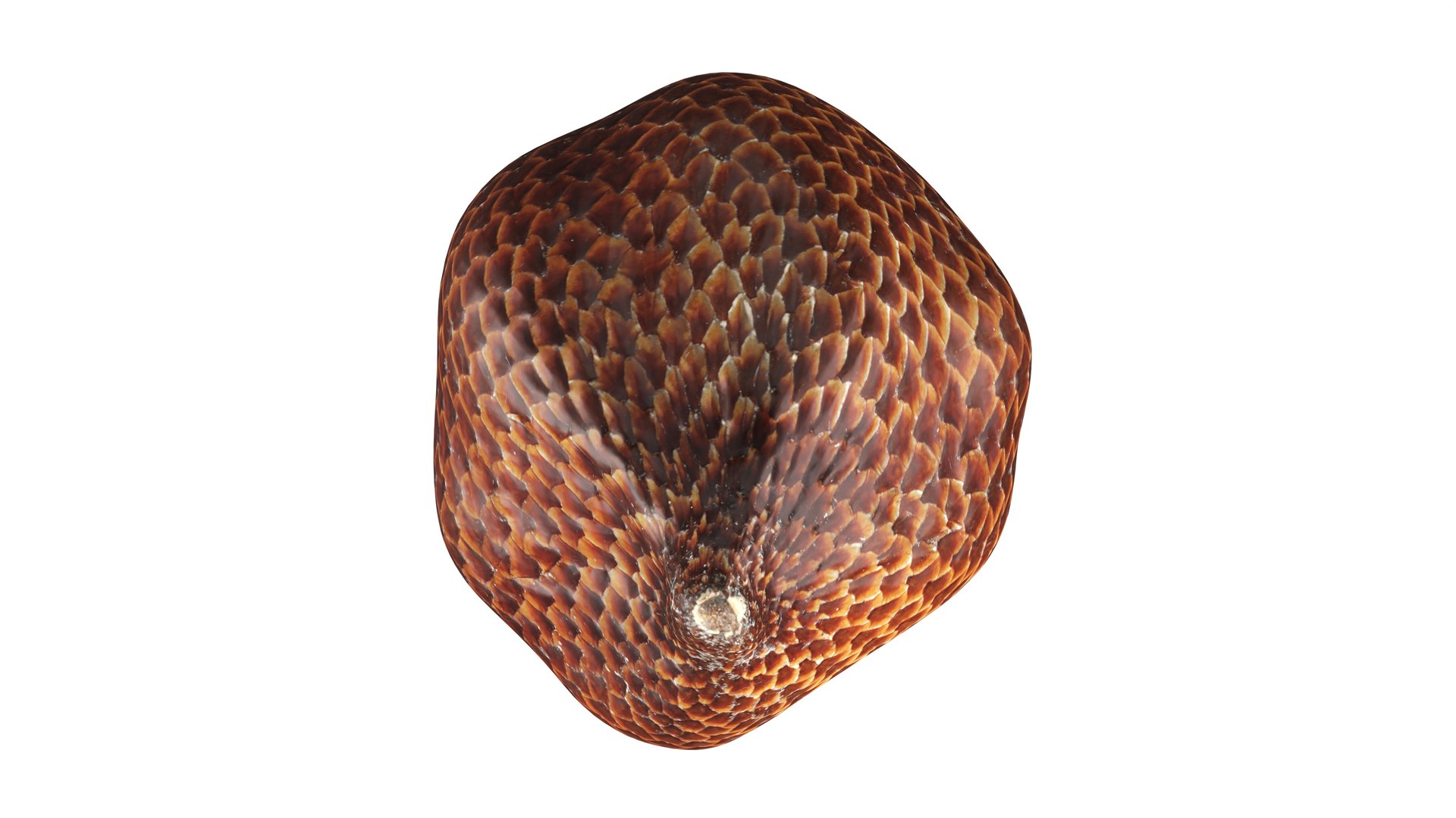 Salak Snake fruit 3D https://p.turbosquid.com/ts-thumb/bp/4tHAxs/Bu/006/jpg/1736758667/1920x1080/fit_q87/c04835bcba1223cfd7663778274fa9e8266f469d/006.jpg