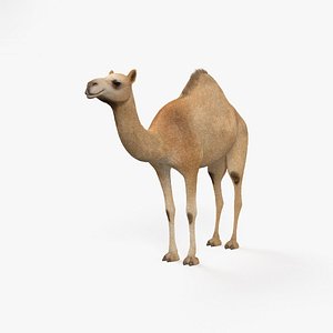 dromedary camel mammal 3D model