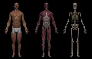 3D Realistic Male Basemesh Collection model