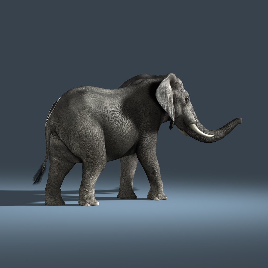 3d photorealistic african elephant rigged model https://p.turbosquid.com/ts-thumb/bp/B62GQ6/B4wsPMoV/hd_new022/jpg/1316970085/1920x1080/fit_q87/cb641fa3fb34f09aeec67996ab4133cab175636b/hd_new022.jpg