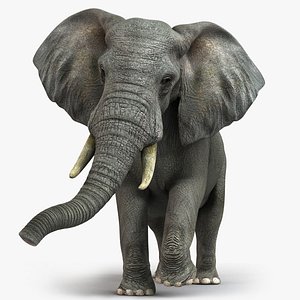 3d photorealistic african elephant rigged model
