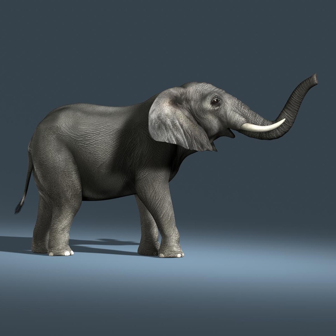 3d photorealistic african elephant rigged model https://p.turbosquid.com/ts-thumb/bp/B62GQ6/G9Bk9cOi/hd9/jpg/1316969998/1920x1080/fit_q87/c334c574f5cf7f7608446a5bc196bec90419da60/hd9.jpg