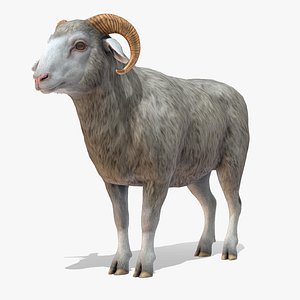 Ram 3D model