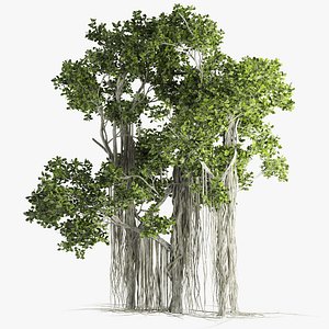 3D Ficus retusa decoration tree model