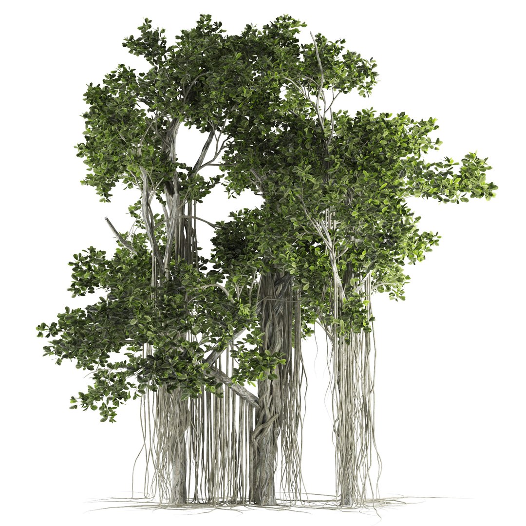 3D Ficus Retusa Decoration Tree Model - TurboSquid 2114571