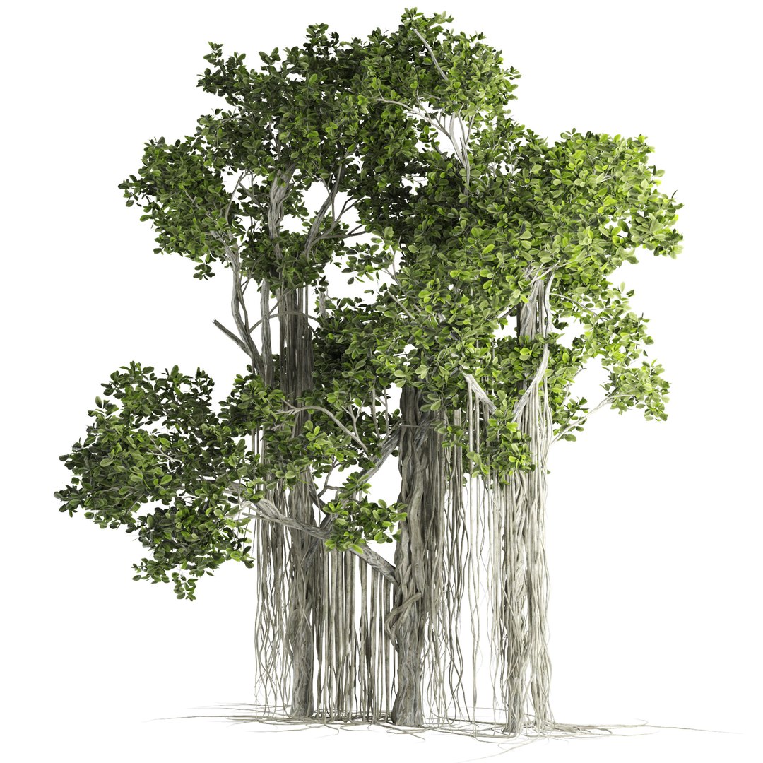 3D Ficus Retusa Decoration Tree Model - TurboSquid 2114571