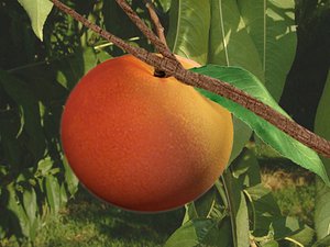 3d peach fruit