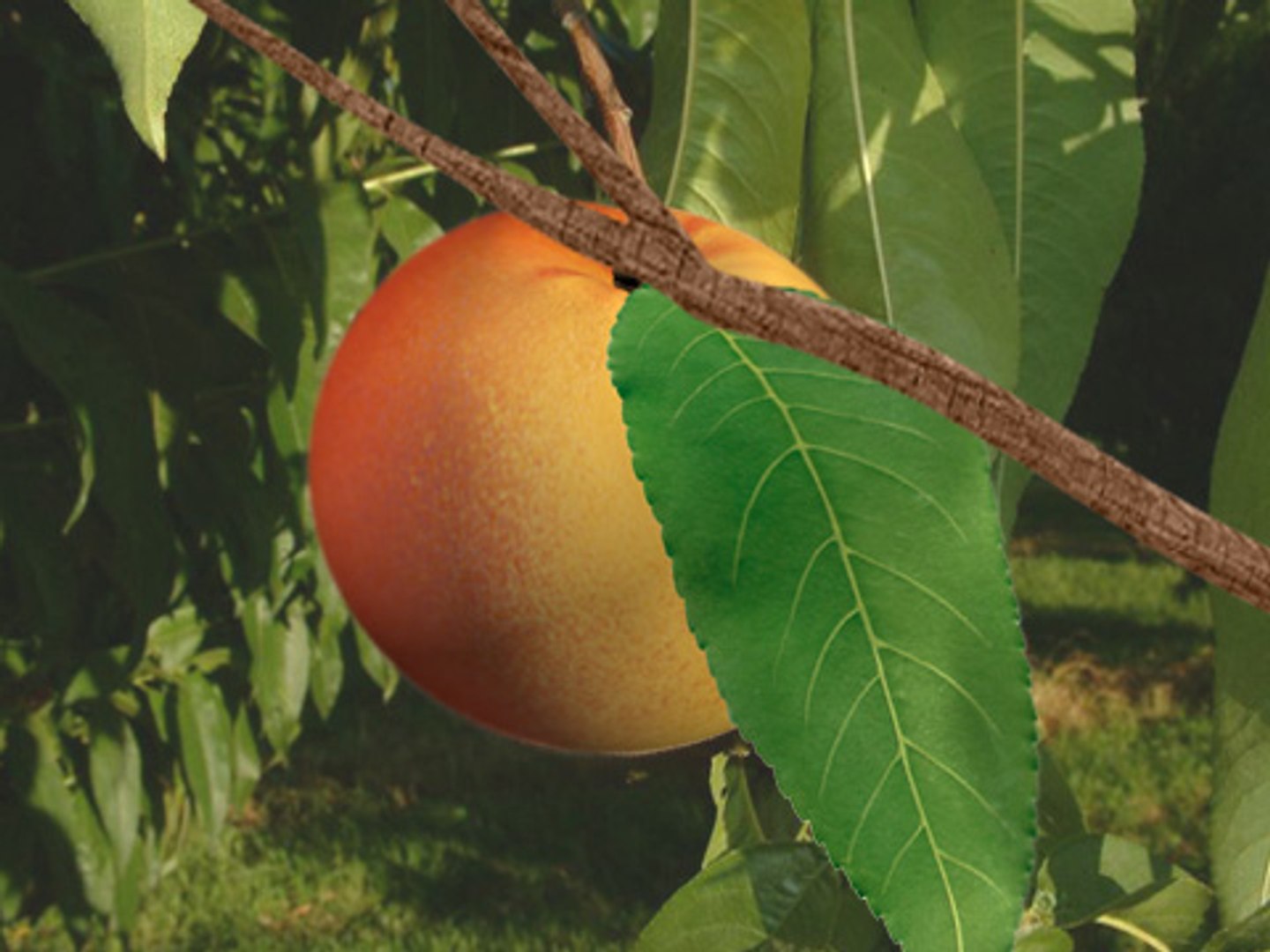 3d peach fruit https://p.turbosquid.com/ts-thumb/bp/Ehl1am/ljYRdYIy/preview2/jpg/1191401927/1920x1080/fit_q87/e1081785ddaef8daa7b88ec2fa09b00cdac57500/preview2.jpg