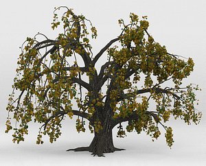 Old oak autumn 3D model