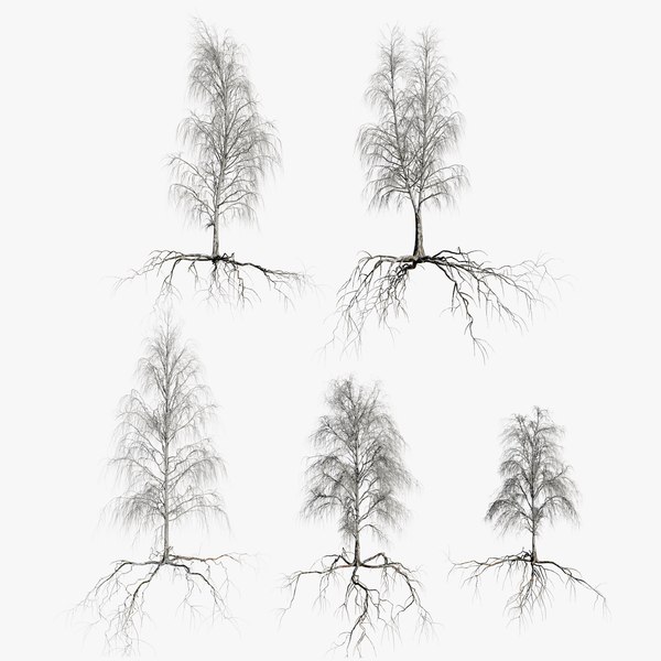 3D birch dry trees