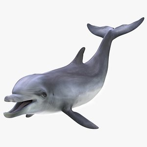 Bottlenose Dolphin Rigged 3D model