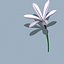 3d model realistic flower animation open