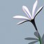 3d model realistic flower animation open