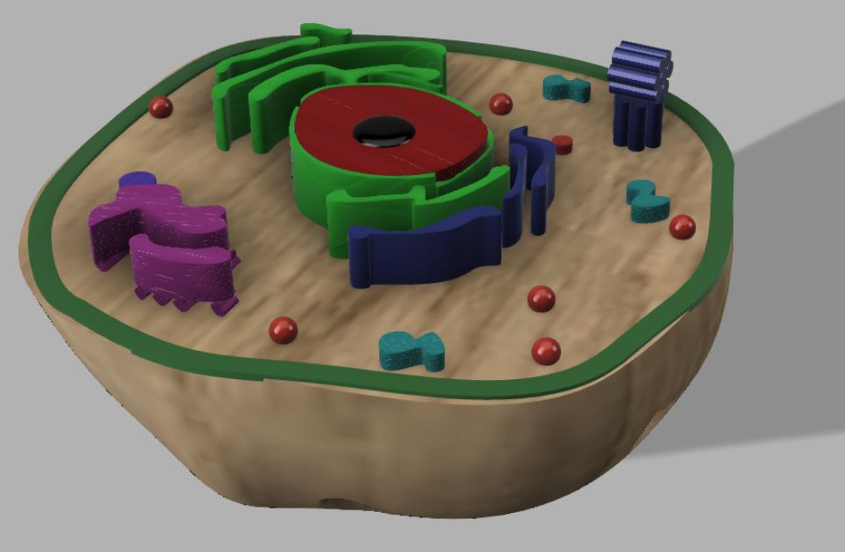 3D Animal cell - TurboSquid 1759983