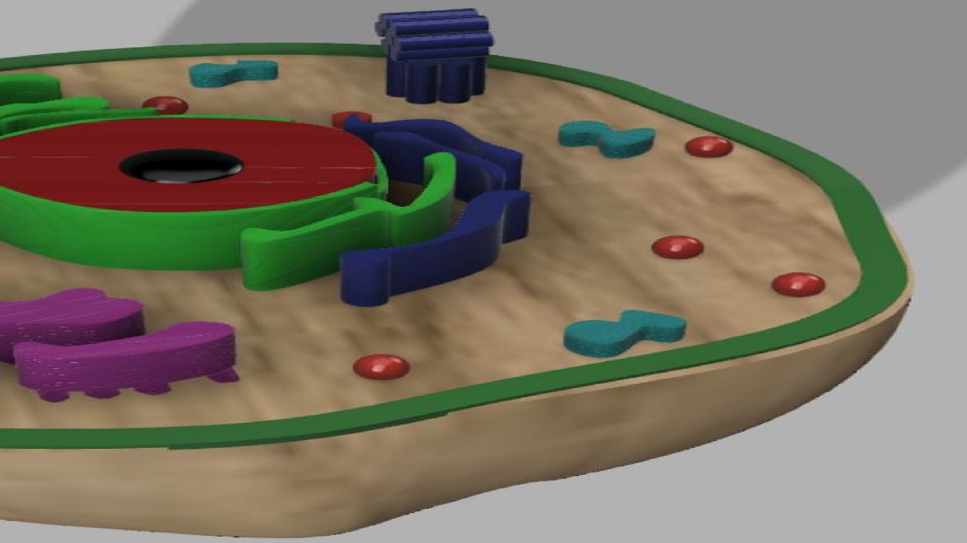 3D Animal cell - TurboSquid 1759983