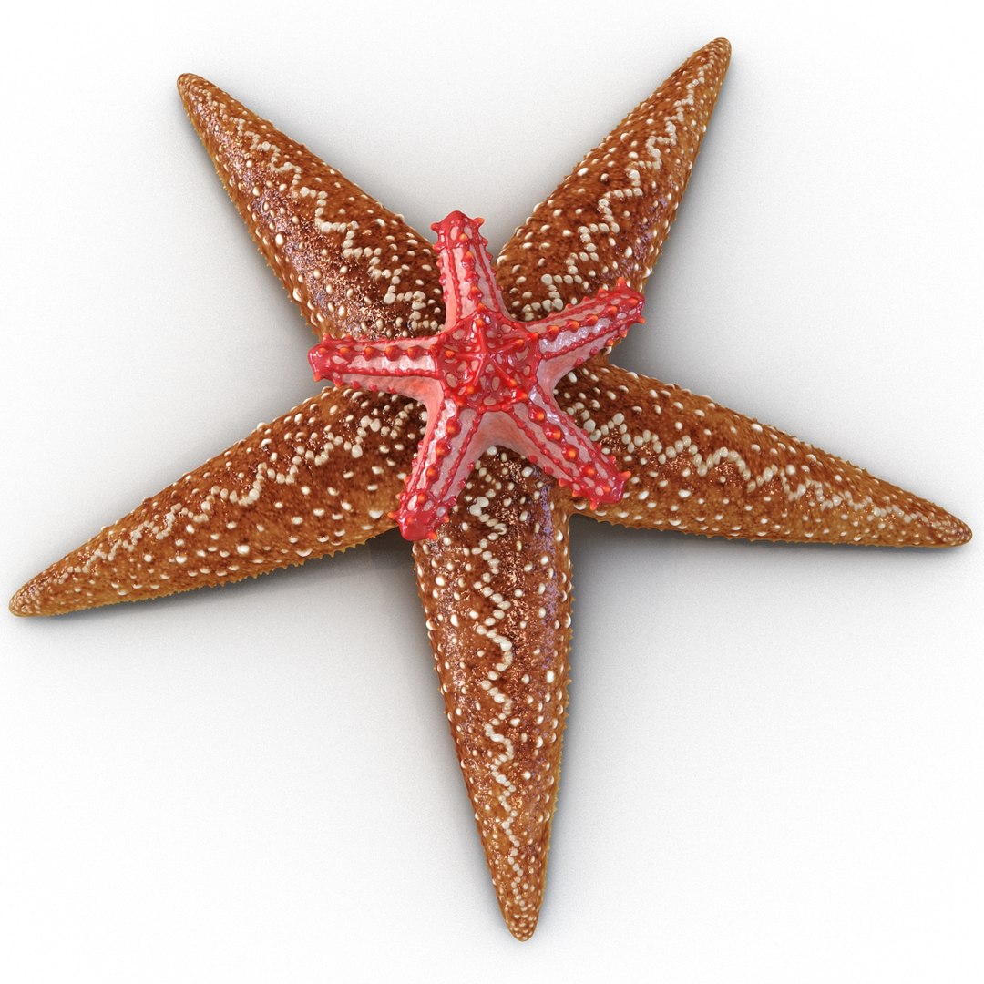 3d model of starfishes set red https://p.turbosquid.com/ts-thumb/bp/hJnV6f/2UX5UDAp/starfishescollection3dmodels05/jpg/1464952511/1920x1080/fit_q87/afeb8b0833598277b3ecb33c1ae6c262e554560c/starfishescollection3dmodels05.jpg