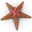 Starfishes 3D Models Collection